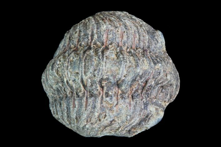 Small Enrolled Acastoides Trilobite Fossil - Morocco #76443